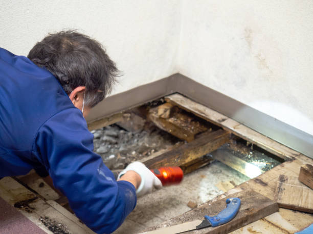 Best Commercial Mold Removal  in Lincoln Park, NJ