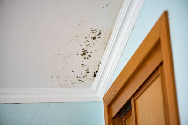 Best Black Mold Removal  in Lincoln Park, NJ