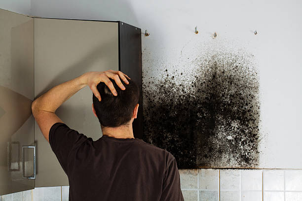 Office Mold Removal Services in Lincoln Park, NJ