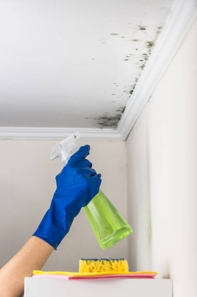 Professional Mold Removal in Lincoln Park, NJ